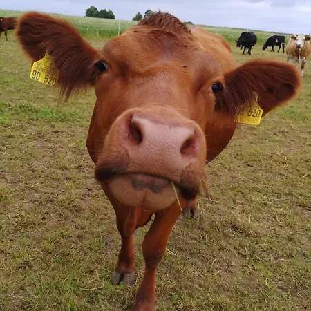 Casa Rural Διαμέρισμα Nerenstetten